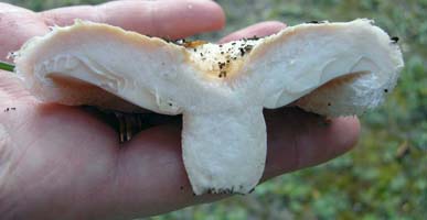 a cross section lets you see the thick flesh and the latex oozing from the gills at the left. Lactarius pubescens var. betulae.